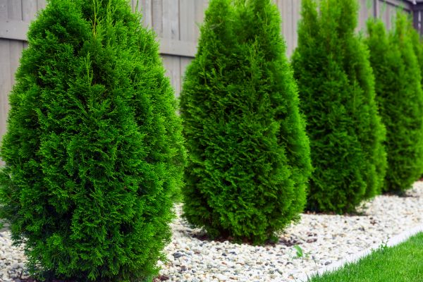 Arborvitae Planting in Chandler