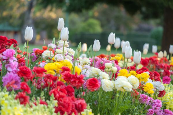 Gardening Service in Chandler