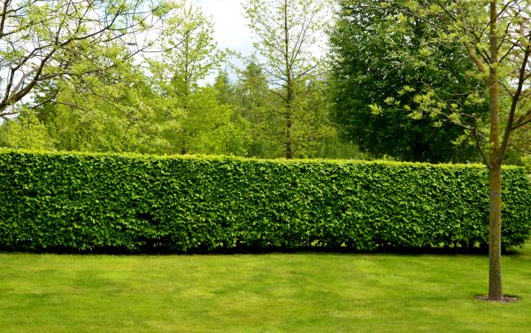 Hedge Planting in Chandler