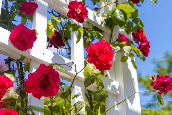 Home Gardening Service in Chandler