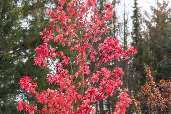 Japanese Maple Planting in Chandler