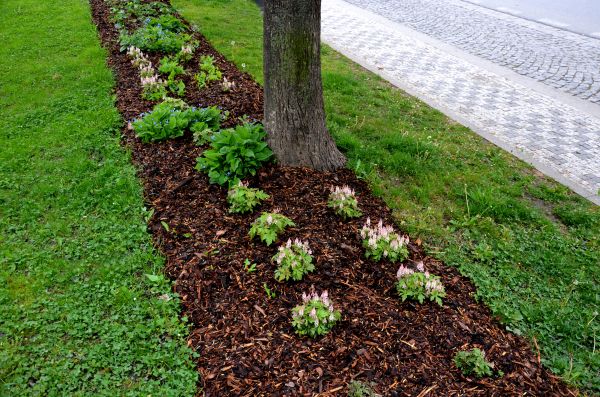 Mulch Replacement Service in Chandler
