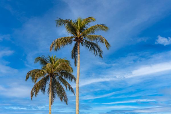 Palm Tree Planting in Chandler