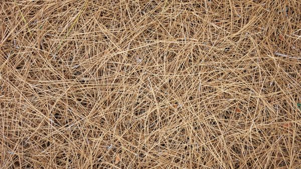 Pine Needles Delivery in Chandler