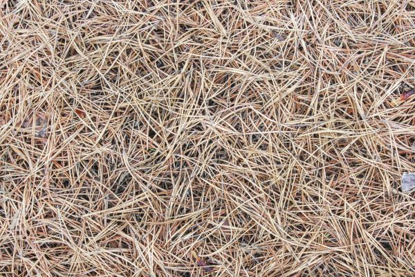 Pine Straw Installation in Chandler