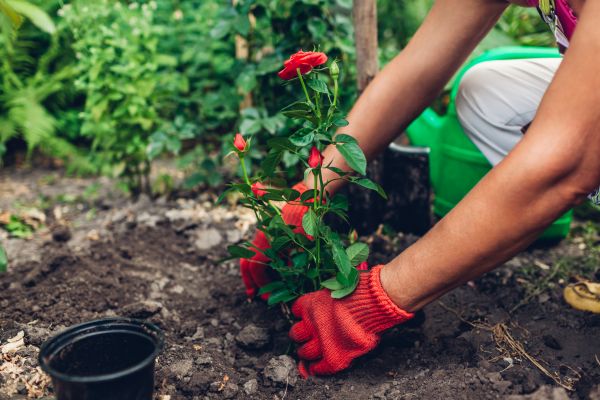 Planting Service in Chandler