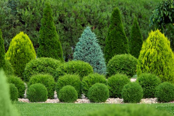 Shrub Replacement in Chandler