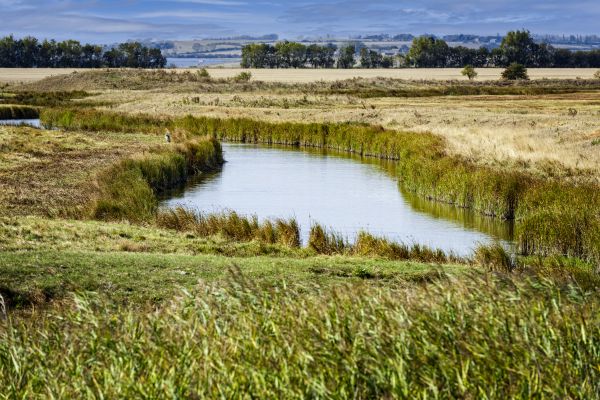 Swale Landscaping in Chandler