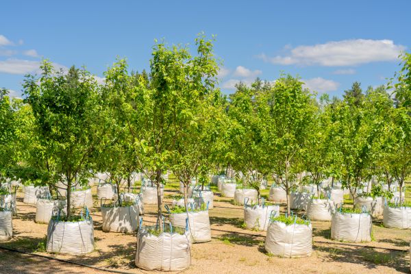 Tree Planting Service in Chandler
