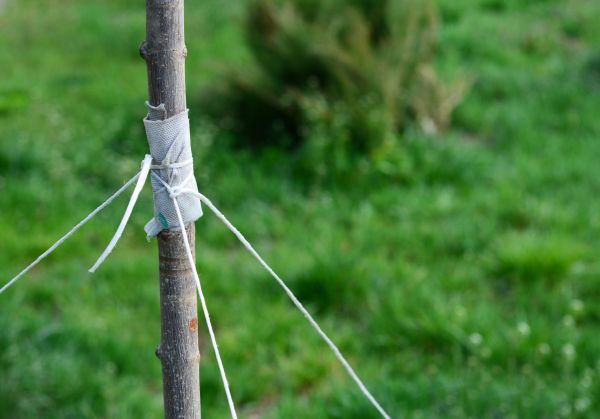 Tree Staking Service in Chandler