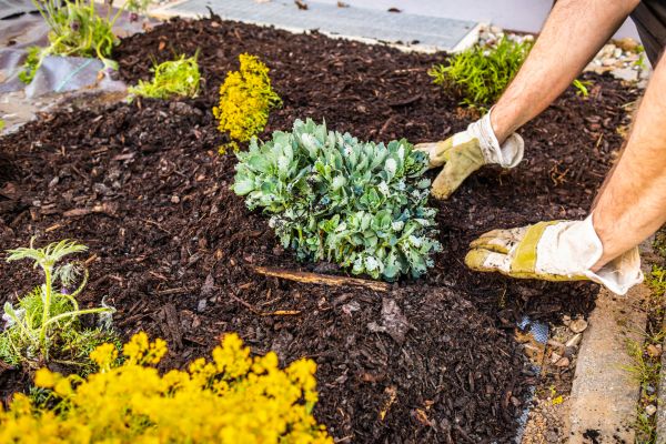 Weeding And Mulching in Chandler