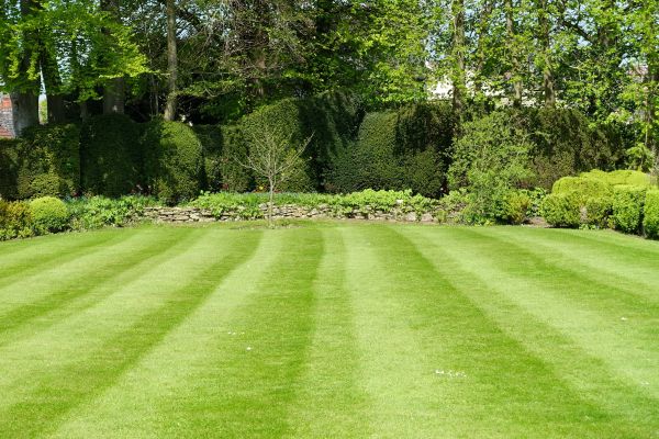 Lawn Renovation in Chandler