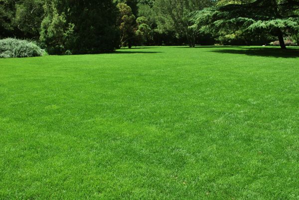 Lawn Landscaping in Chandler