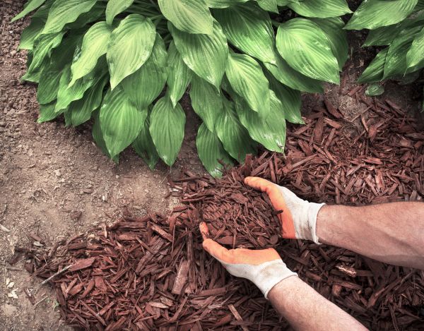 Shredded Mulch Service in Chandler