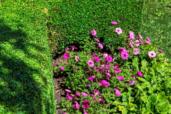 Softscaping Service in Chandler