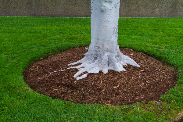 Brown Mulch Installation in Chandler