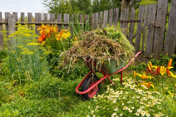 Garden Cleanup Service in Chandler