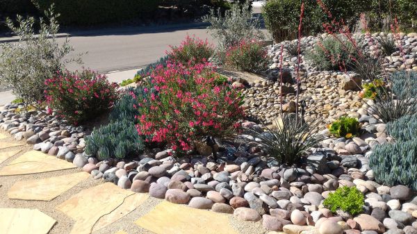 Xeriscape Landscaping in Chandler
