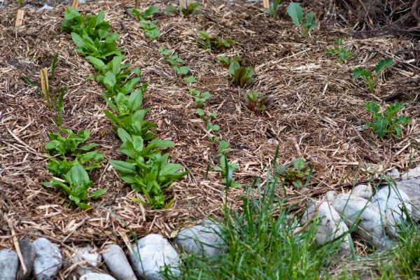 Mulch Service in Chandler