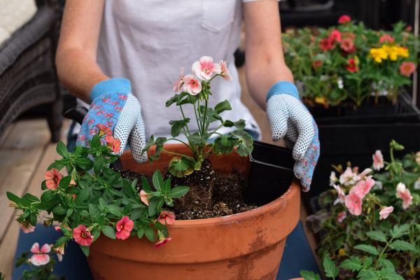 Plant Care Service in Chandler
