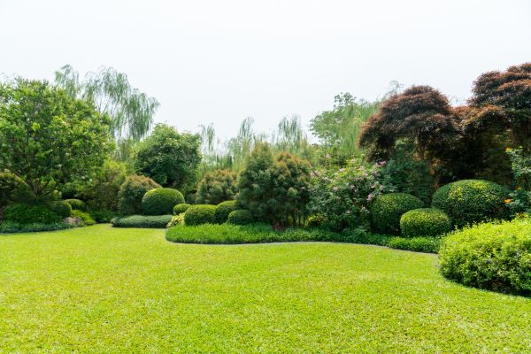 Tree Landscaping in Chandler