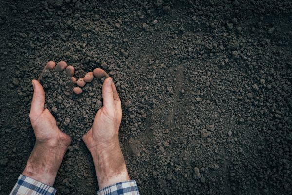 Soil Installation in Chandler