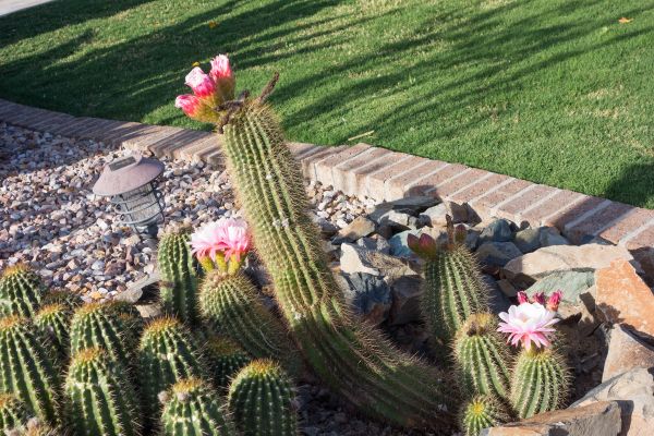 Desert Landscaping in Chandler