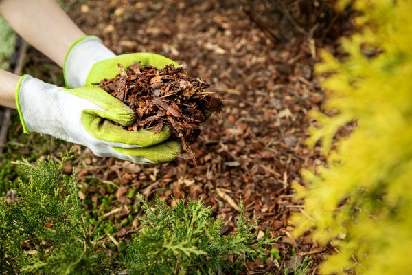 Garden Mulch Delivery in Chandler