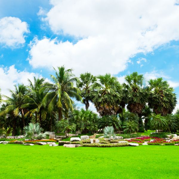 Tropical Landscaping in Chandler