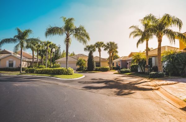 Palm Tree Landscaping in Chandler