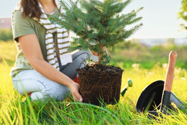 Spruce Tree Planting in Chandler