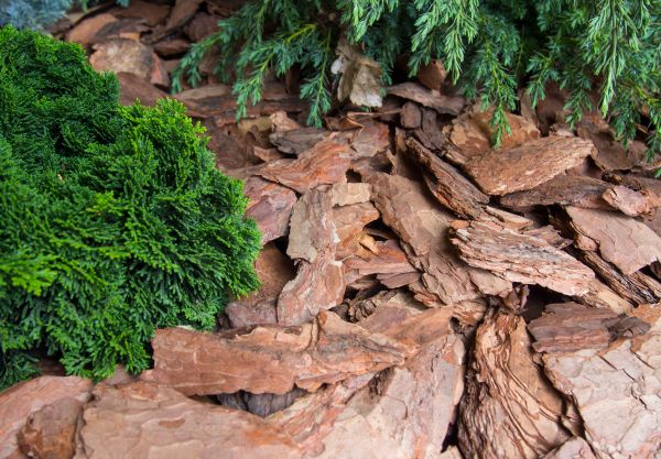 Pine Bark Installation in Chandler