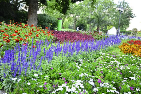 Perennials Planting in Chandler