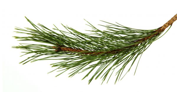 Pine Needles Installation in Chandler