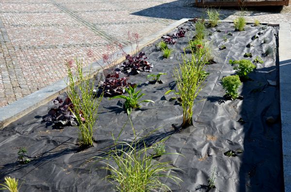 Landscape Fabric Installation in Chandler