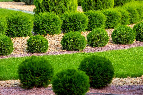 Bush Installation in Chandler