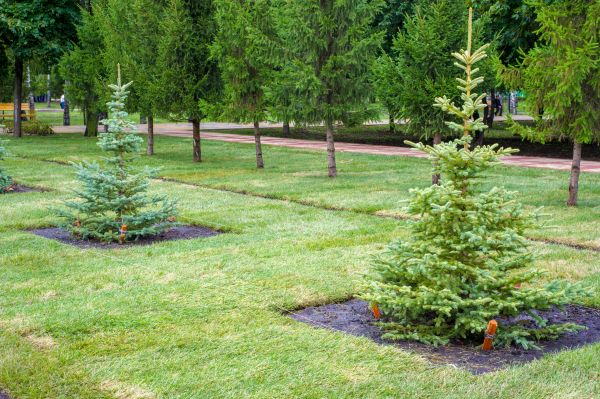 Privacy Trees Planting in Chandler