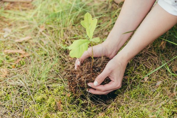 Oak Tree Planting in Chandler