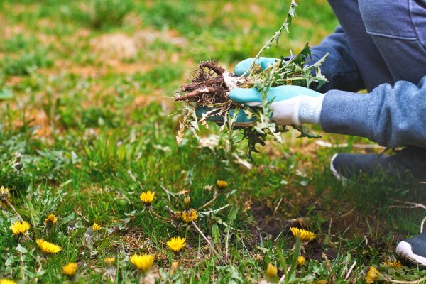 Flower Bed Clearing in Chandler