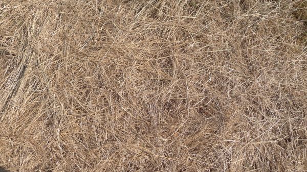 Pine Straw Replacement in Chandler