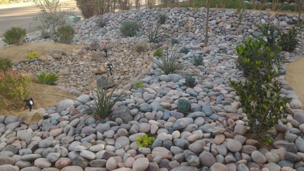 Yard Xeriscaping in Chandler