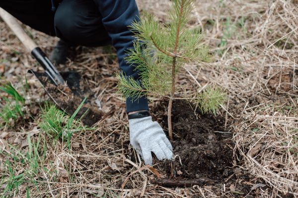 Pine Tree Planting in Chandler
