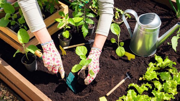 Garden Bed Installation in Chandler