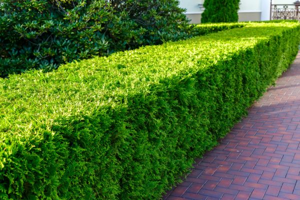 Hedge Installation in Chandler