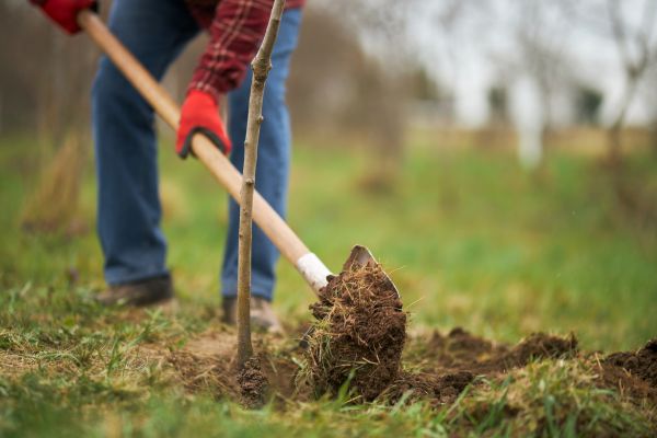 Trees Planting in Chandler