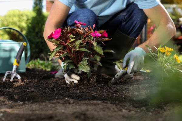 Plant Replacement in Chandler