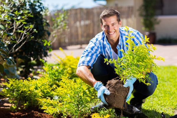 Shrub Landscaping in Chandler