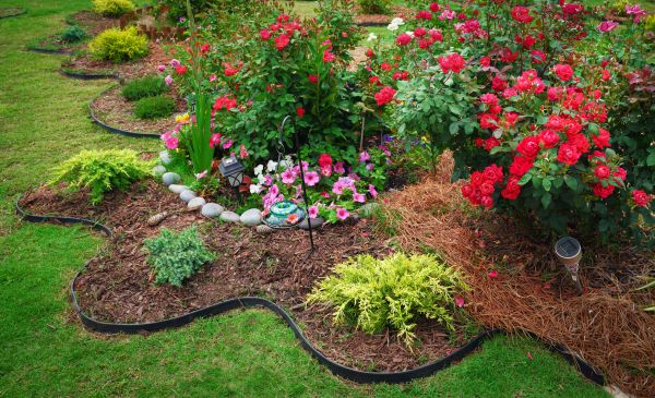 Floral Landscaping in Chandler