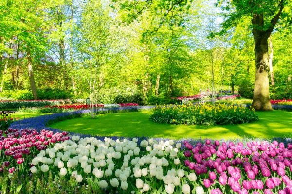 Flower Landscaping in Chandler