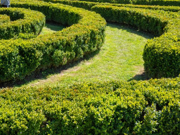 Bush Landscaping in Chandler